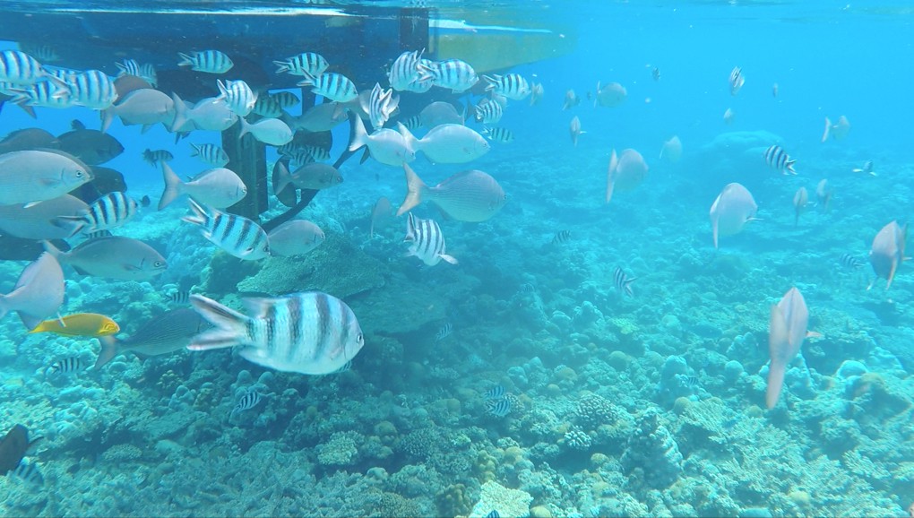 Various kinds of fish in the sea