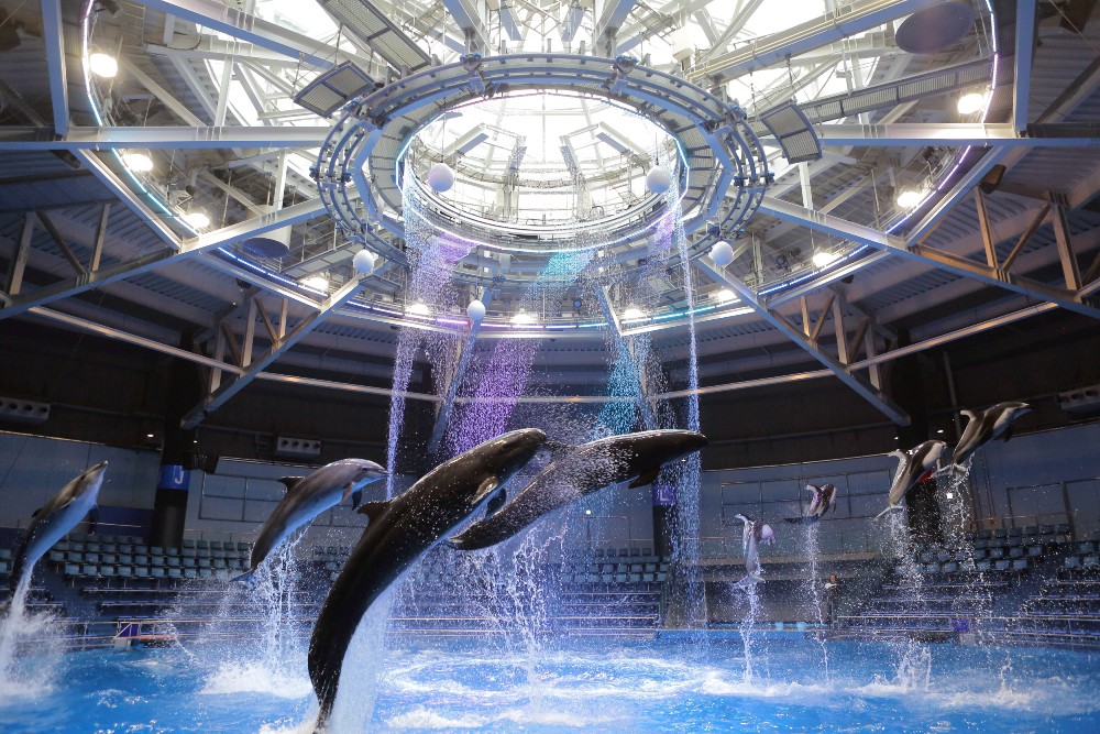 Dolphin performance at Maxell AQUAPARK SHINAGAWA