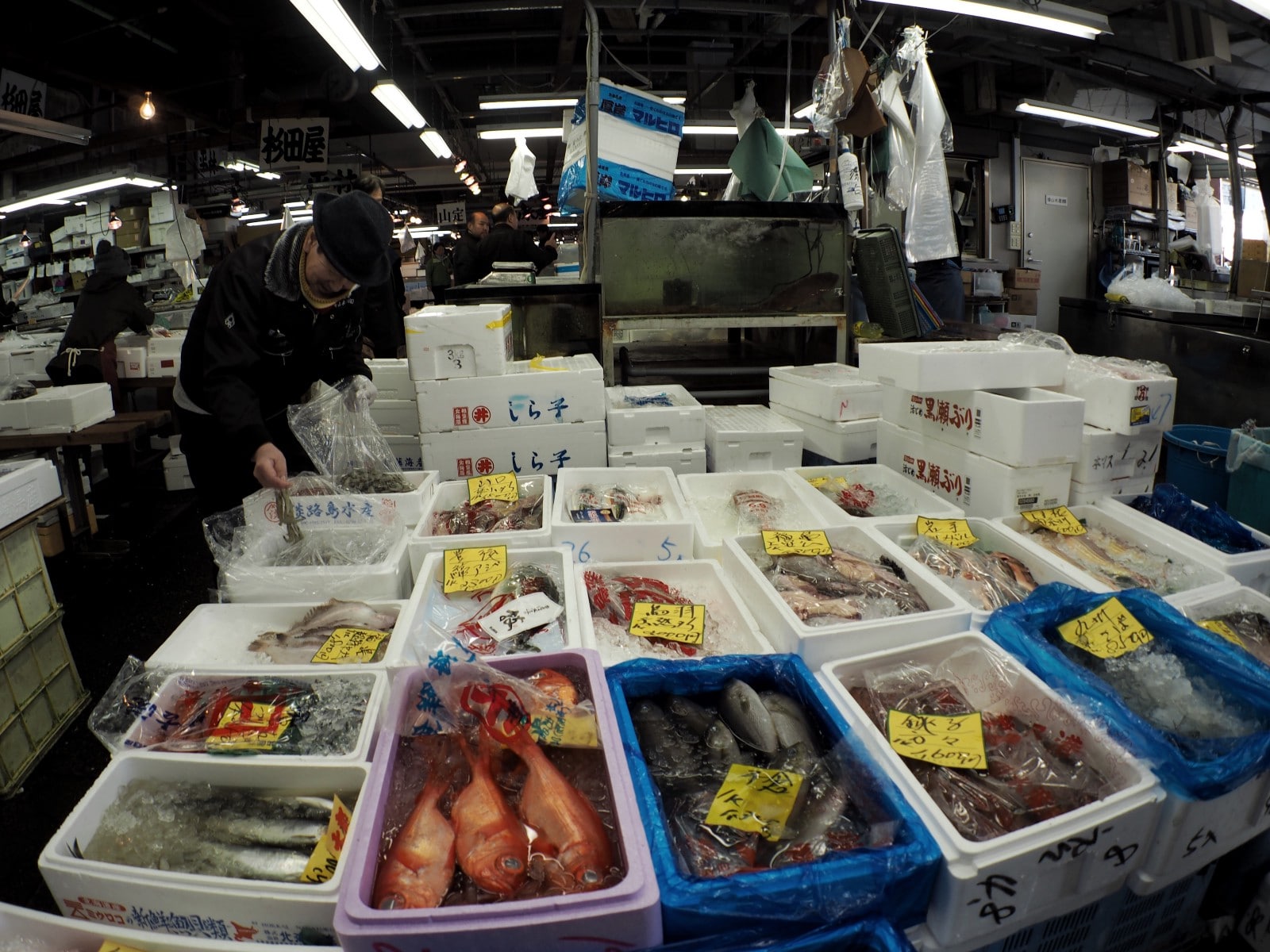 Freshest seafood sold at Adachi Fish Market