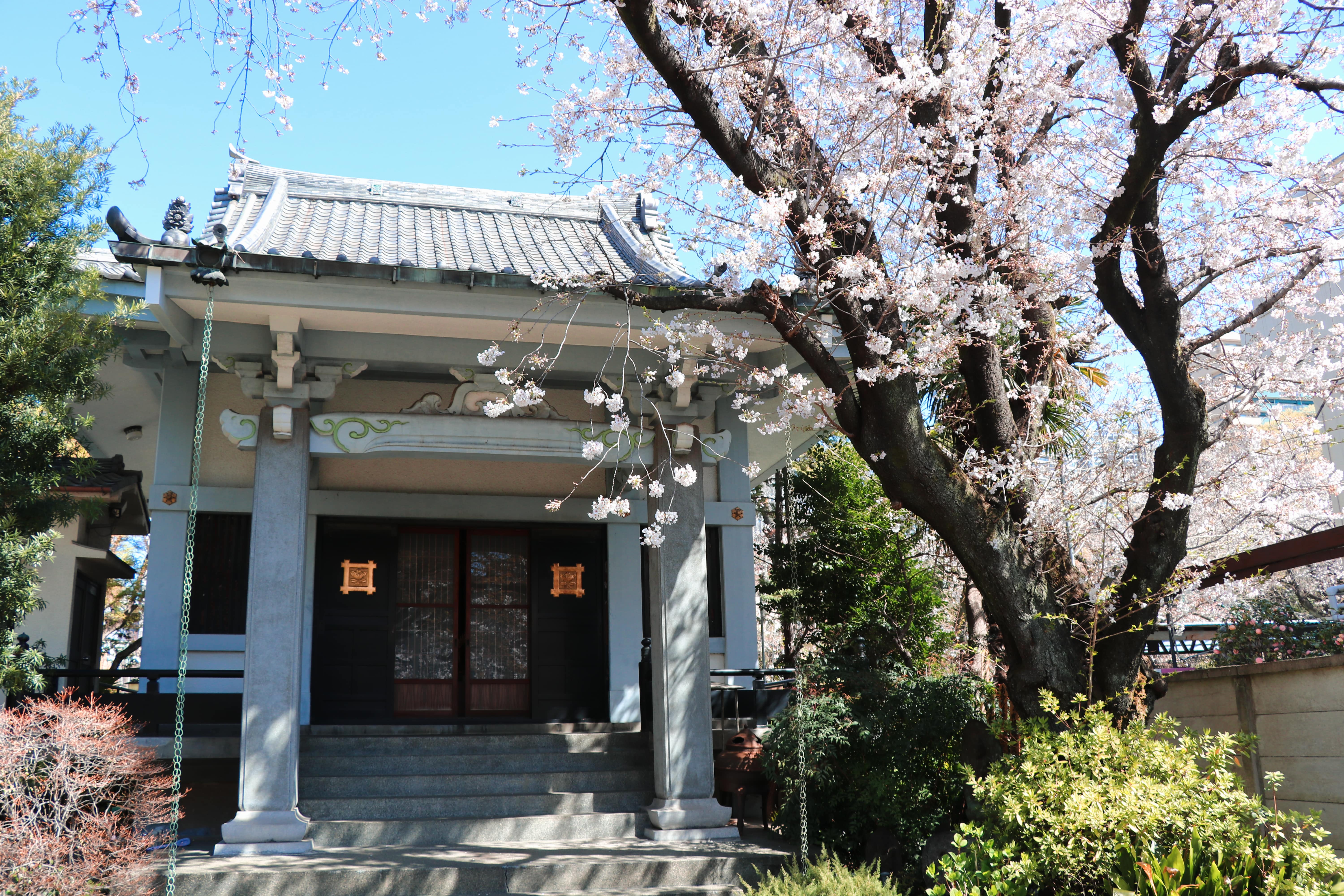 Homyo Ji Temple Cherry Blossoms 21 Japan Web Magazine