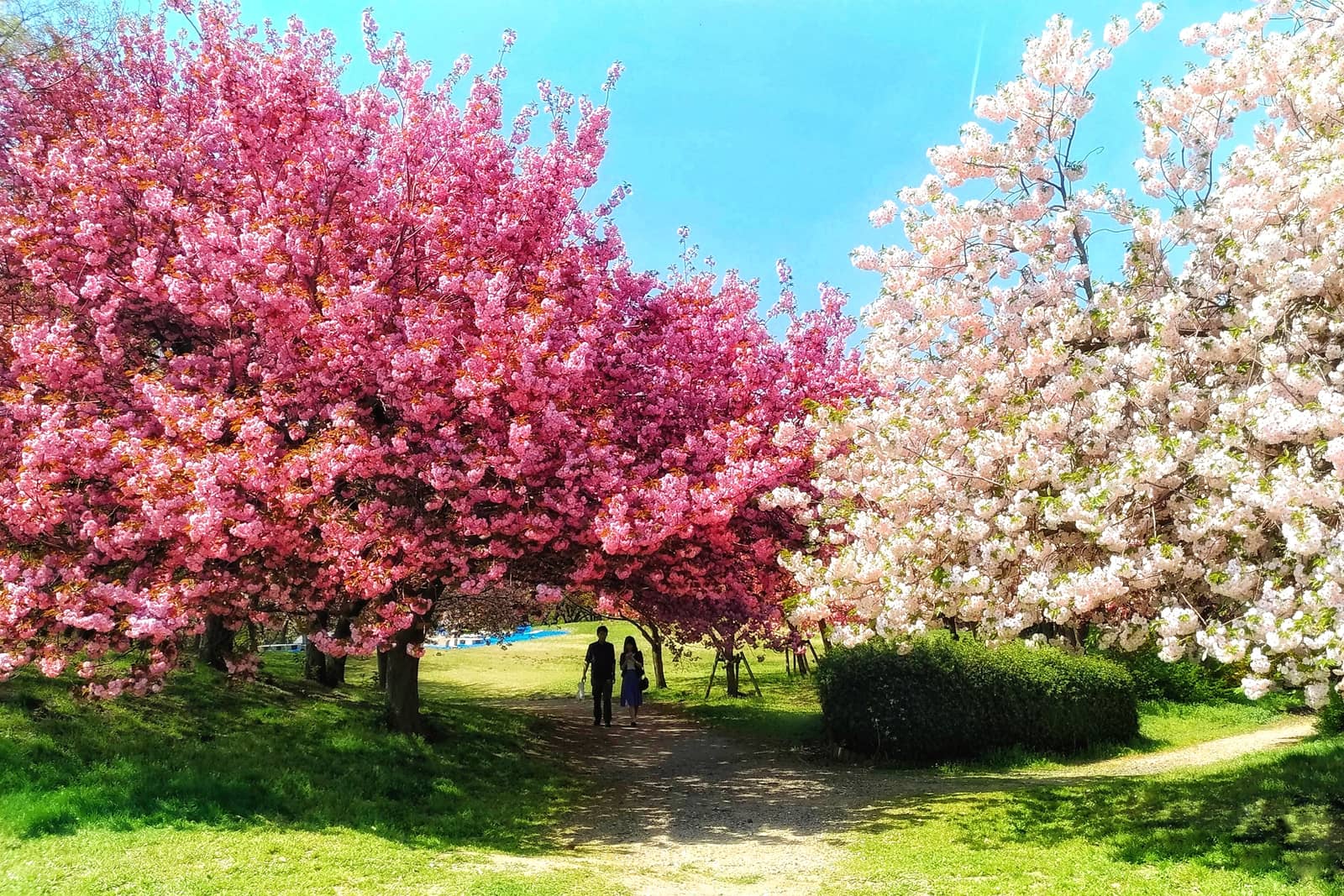 What is Hanami? The Significance of Sakura in Japanese Tradition