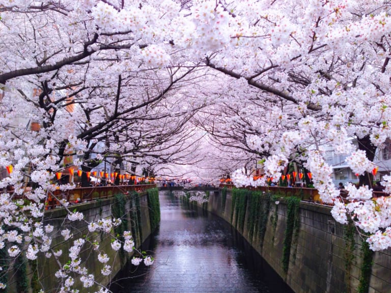 2020 Japan Cherry Blossom Festival Cancellations due to Coronavirus ...