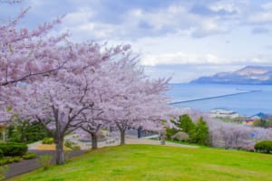 Best Cherry Blossom Spots in Hokkaido