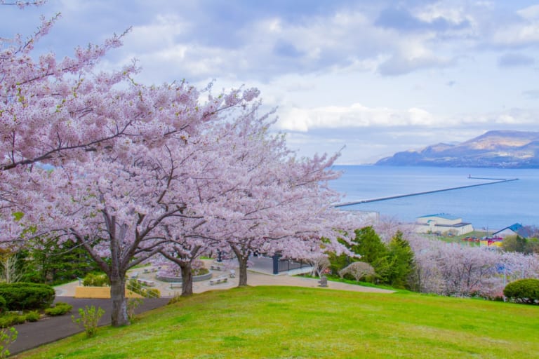 Best Cherry Blossom Spots in Hokkaido Japan Web Magazine