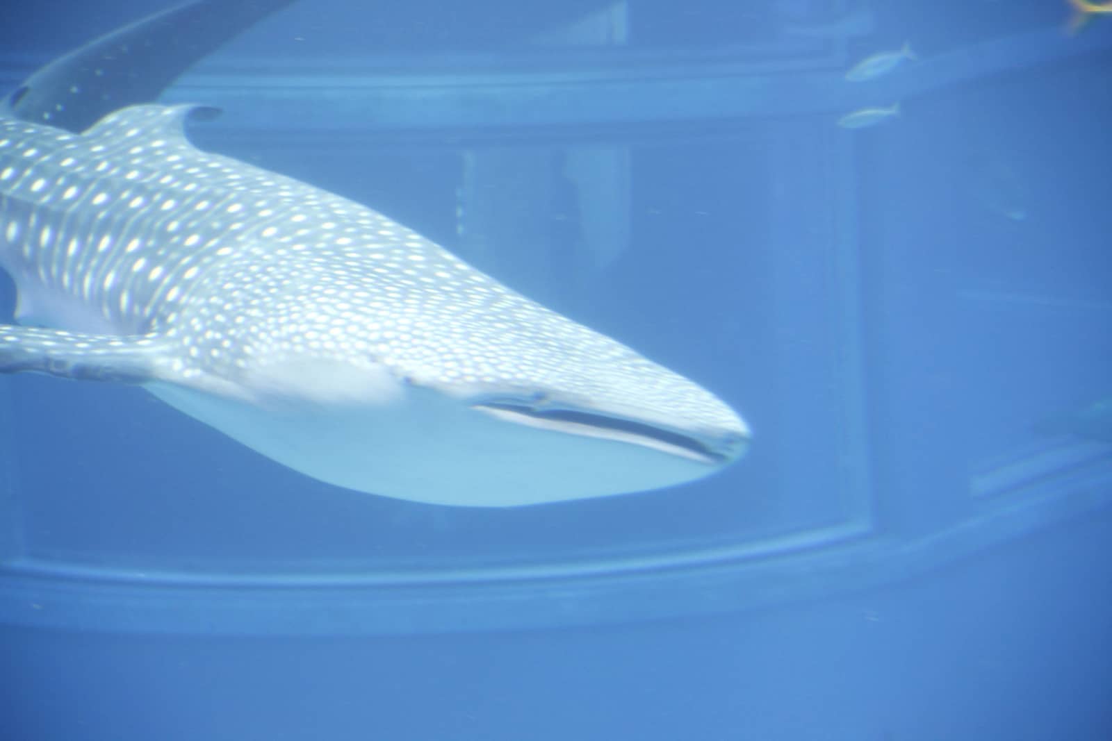 Whale shark at Kaiyukan