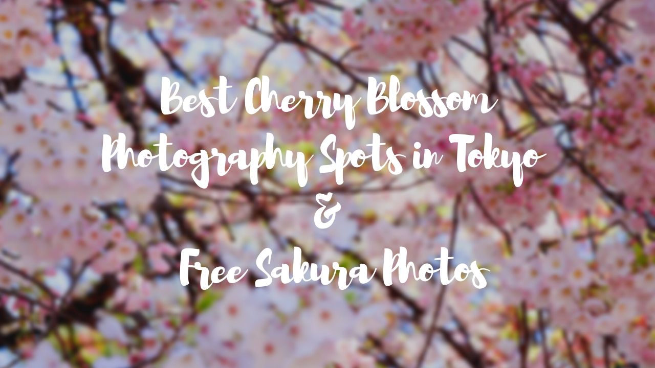 Best Cherry Blossom Photography Spots in Tokyo & Free Sakura Photos