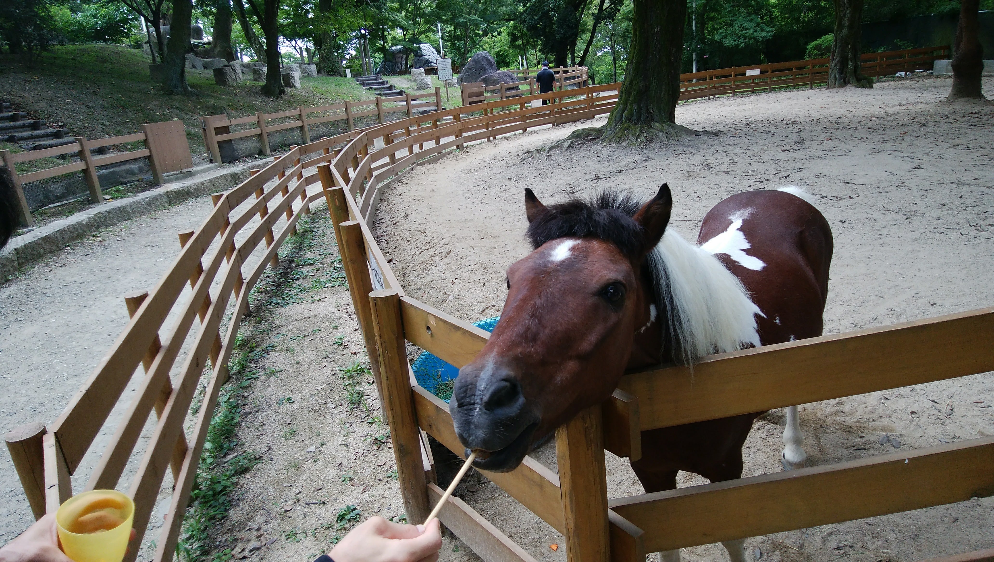 Satsukiyama Zoo horse