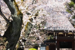 Homyo-ji Temple Cherry Blossoms