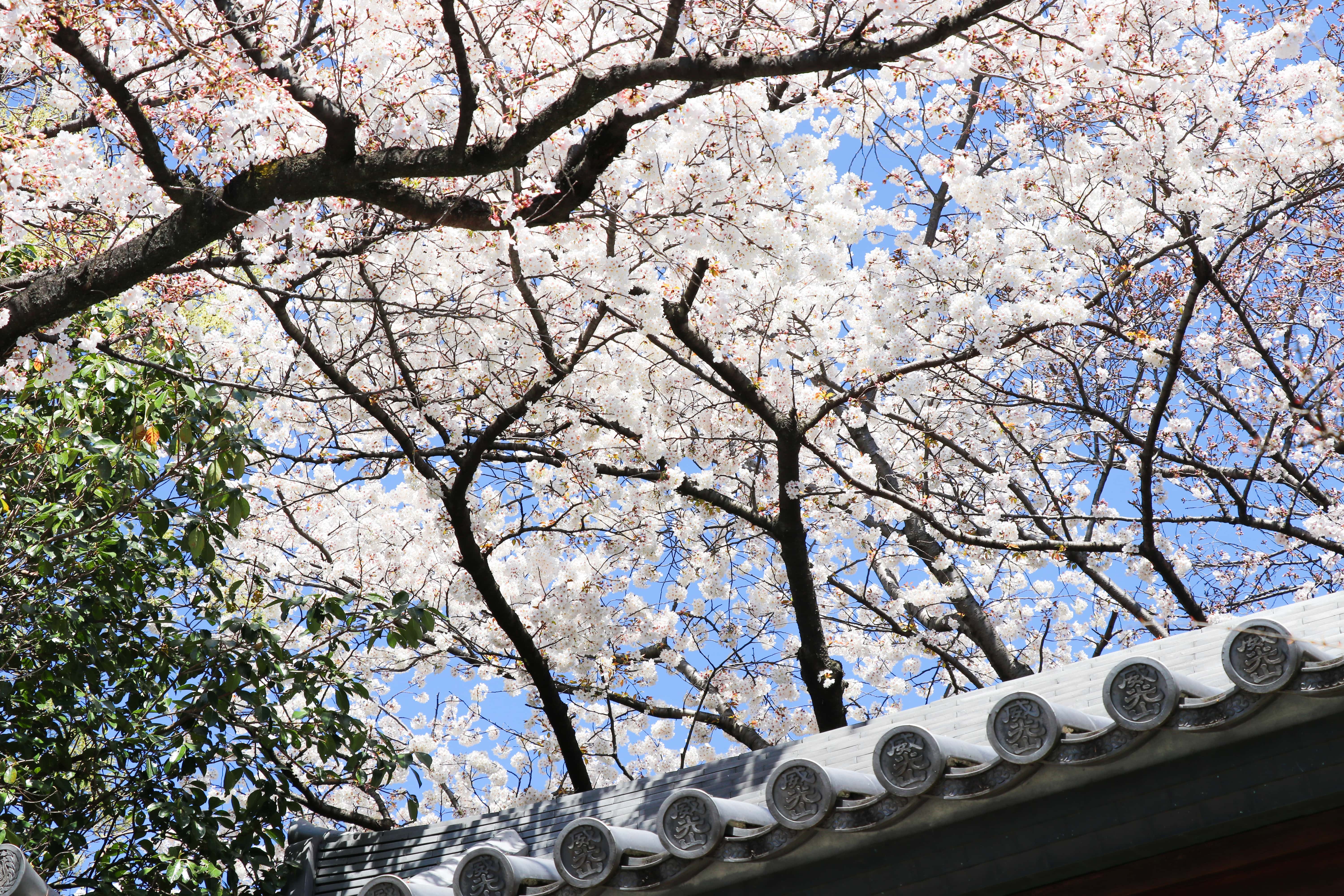 Hōmyō-ji Temple Cherry Blossom