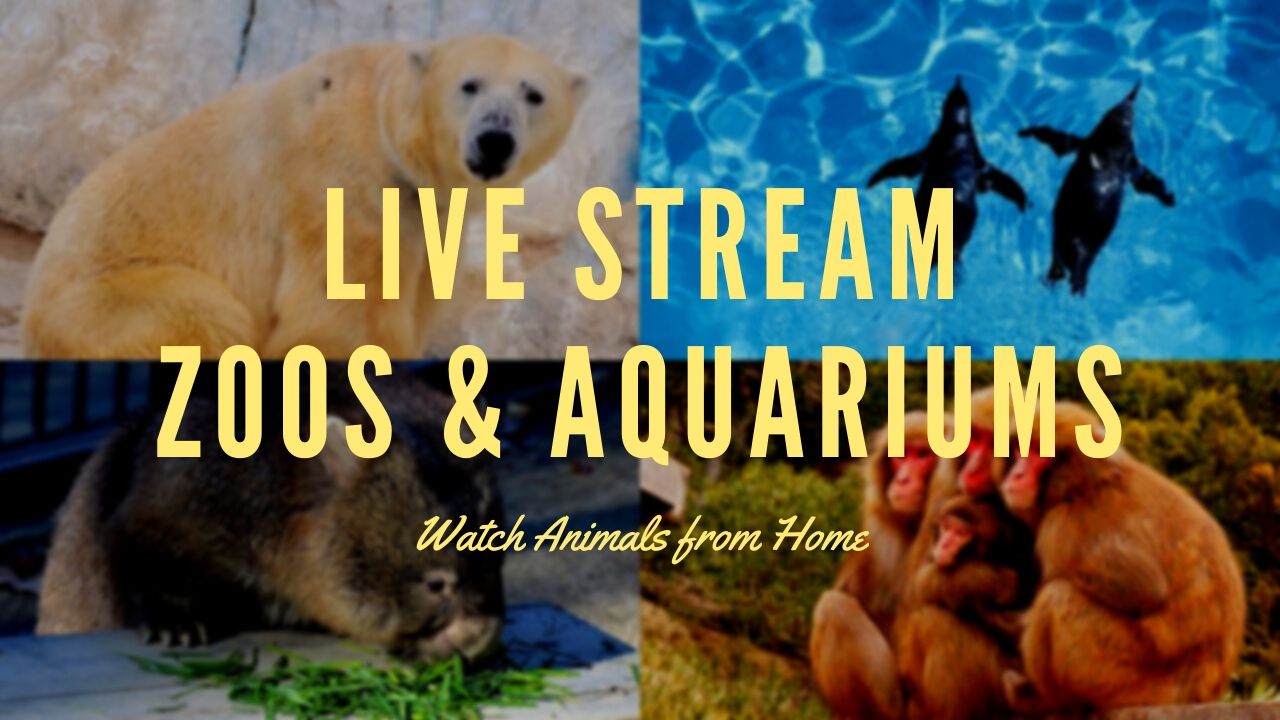 Live Streaming Zoos and Aquariums in Japan