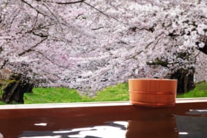 5 Best Cherry Blossom Onsen in Japan