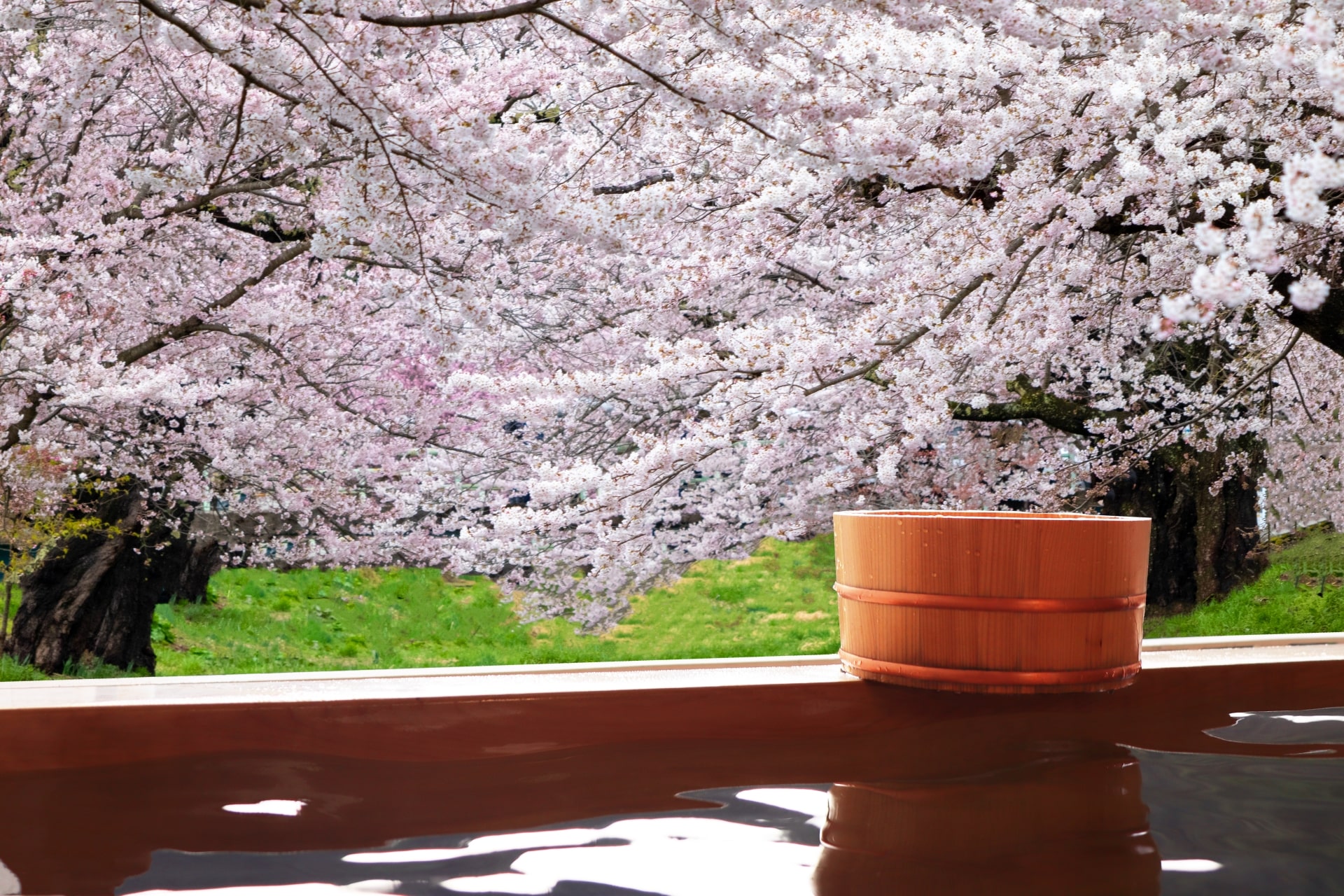 Cherry Blossom Onsen