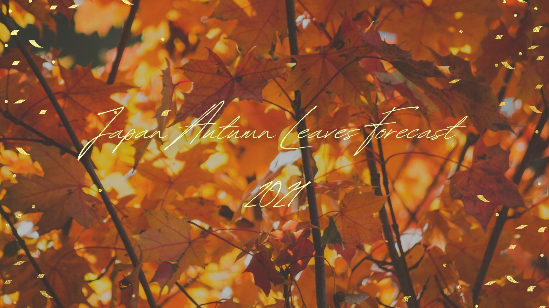 Japan Autumn Leaves Forecast 
