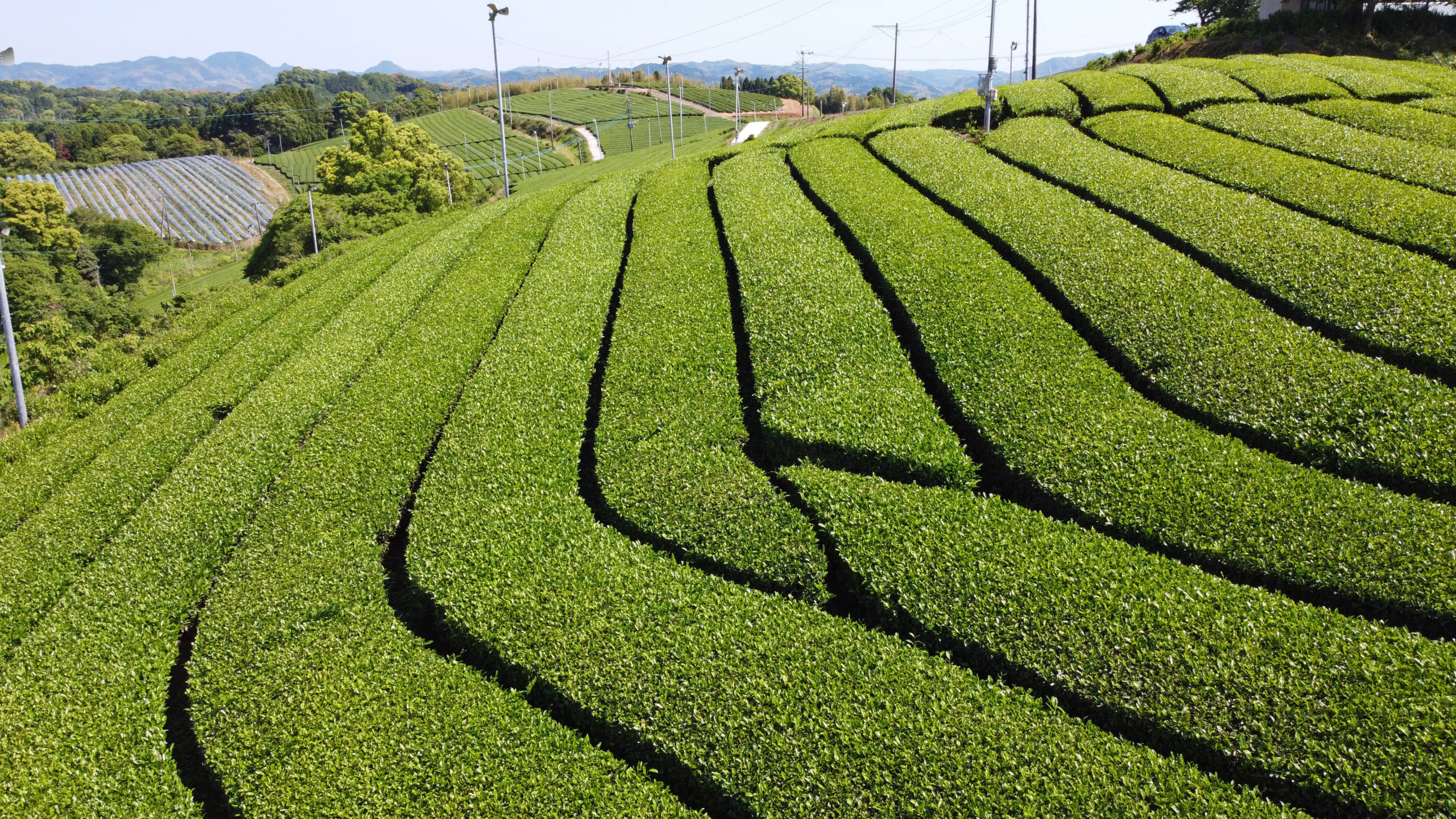 Japanese Green Tea