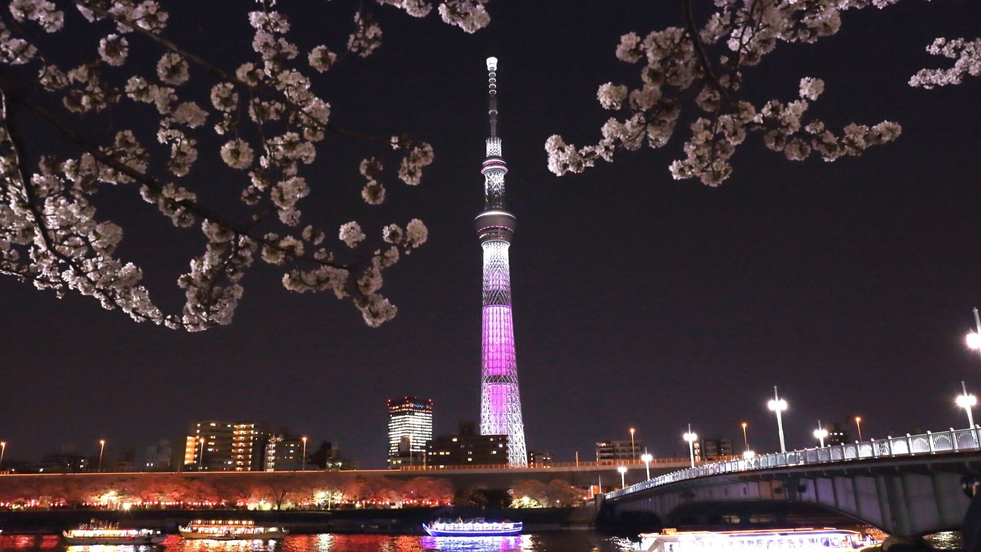 Best Cherry Blossom Events in Tokyo 2021