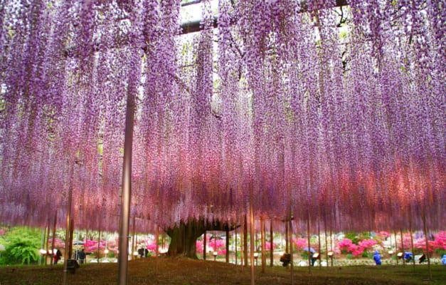 Wisteria at Ashikaga Flower Park