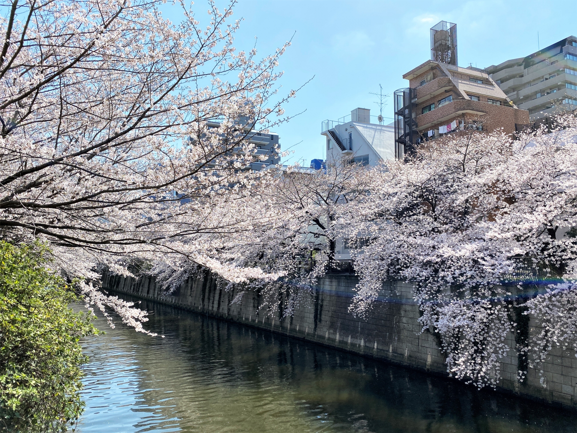 Tokyo living. Тояма Сакура. Река Мегуро Токио. Тояма Тюдзан. Тояма Сигэки.