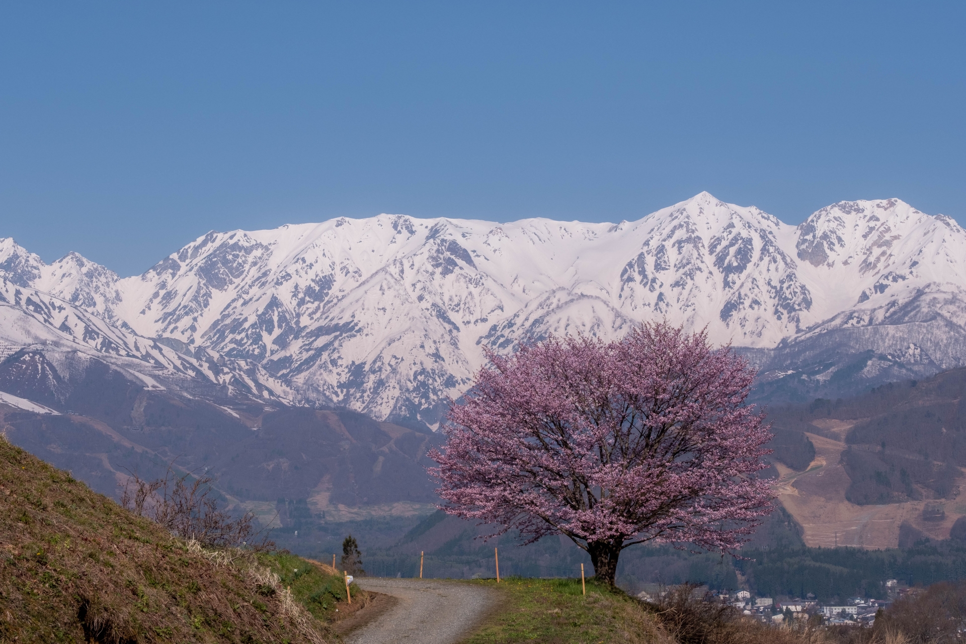 Best Cherry Blossom Spots in the Japanese Alps, Nagano