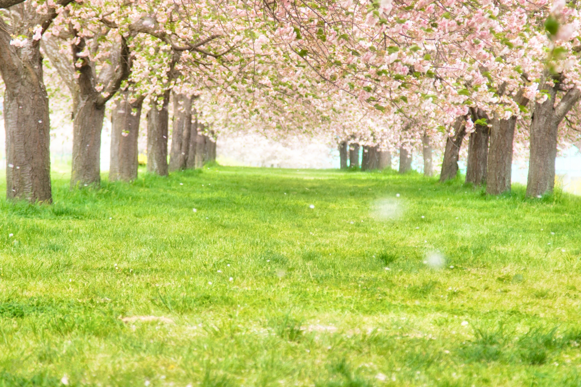 Cherry Blossoms at Chikuma River, Nagano