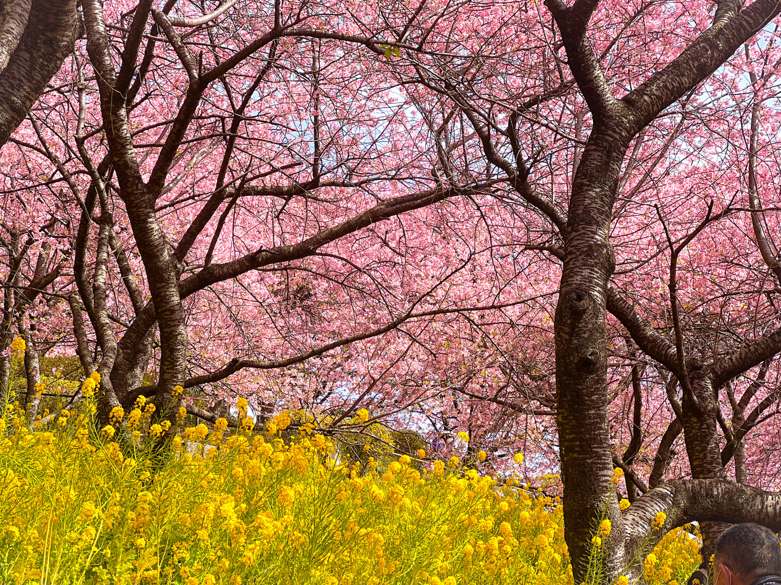 Matsuda Cherry Blossom Festival