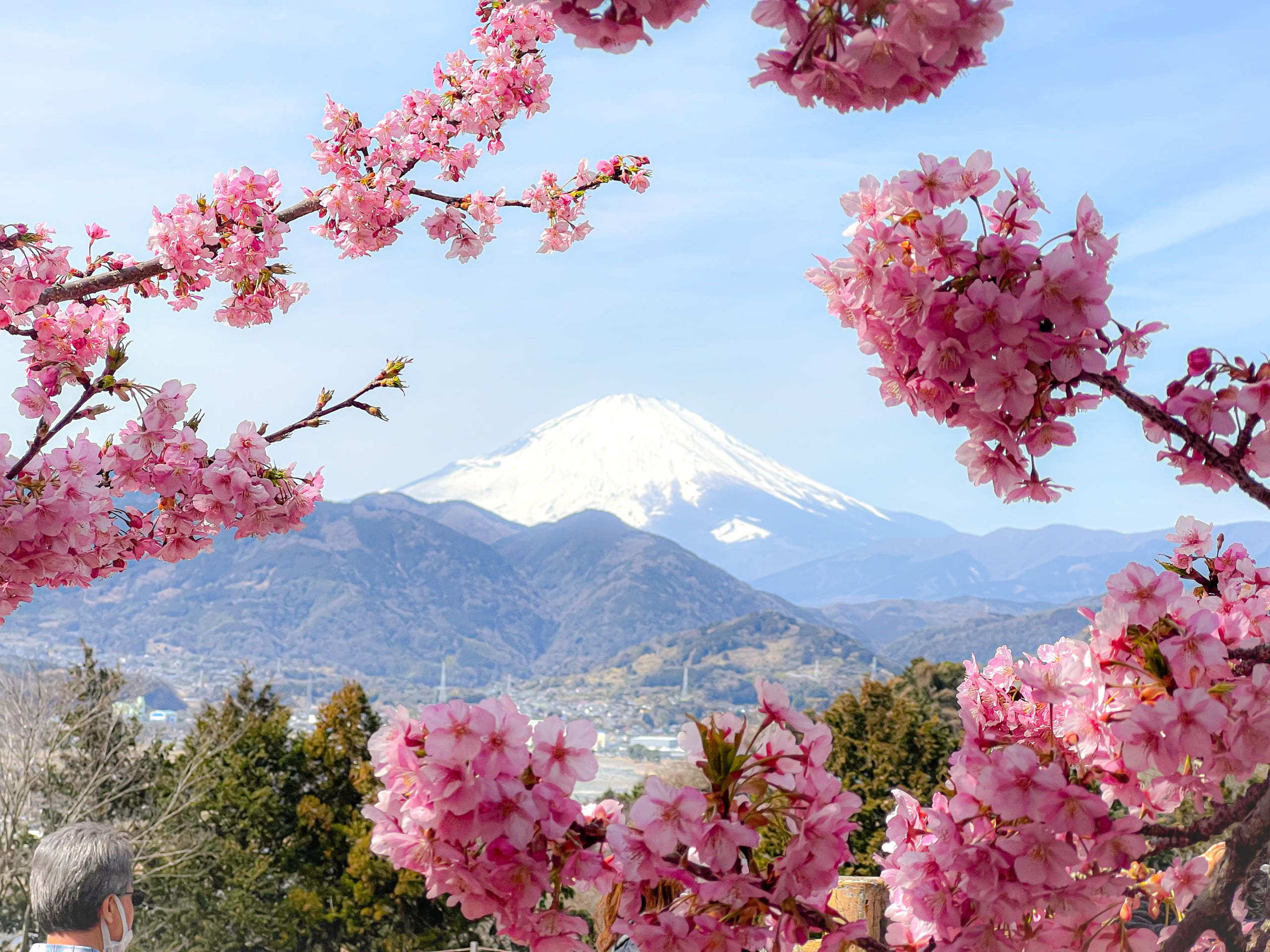 Matsuda Cherry Blossom Festival 