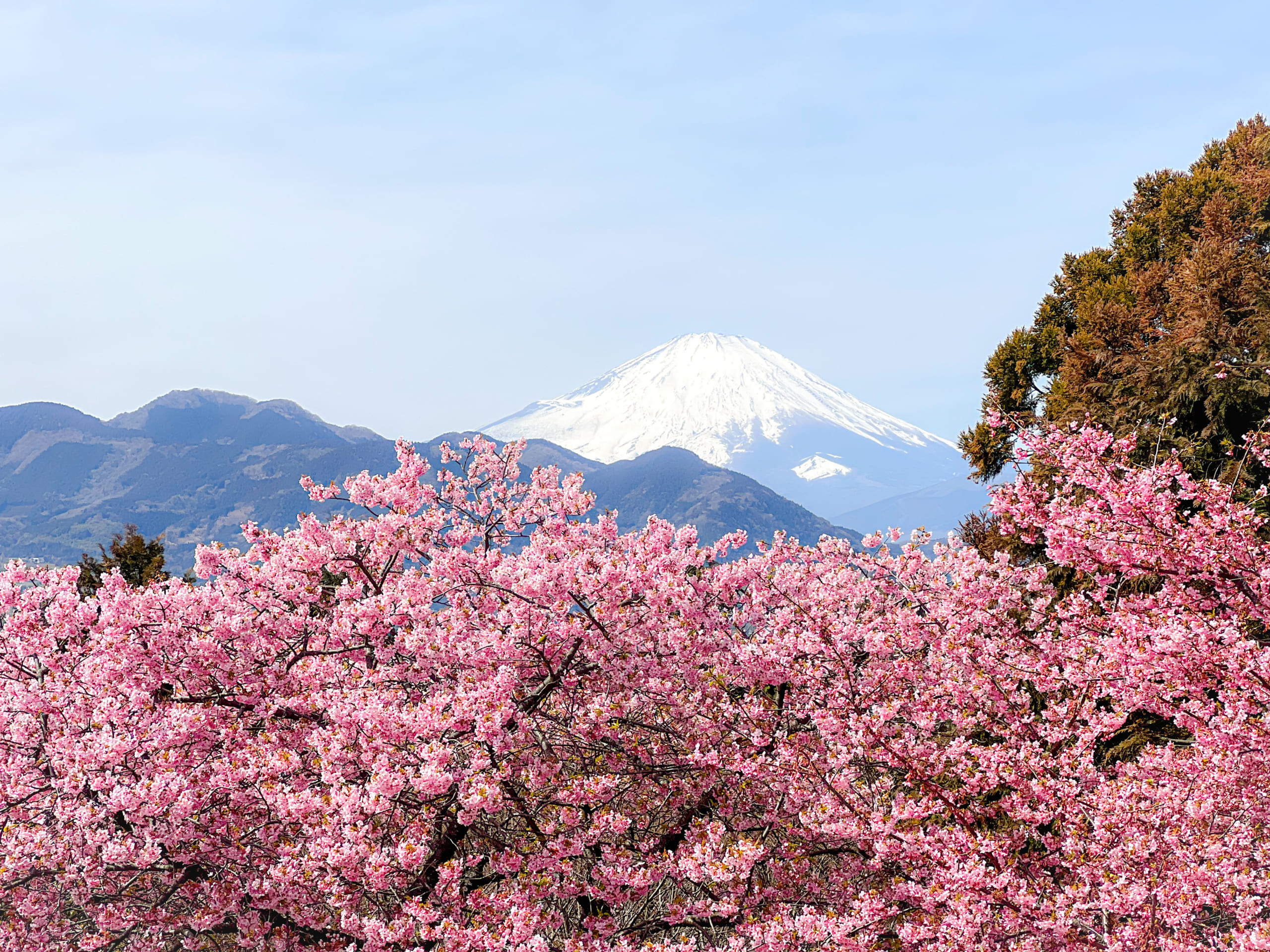 Matsuda Cherry Blossom Festival 2024