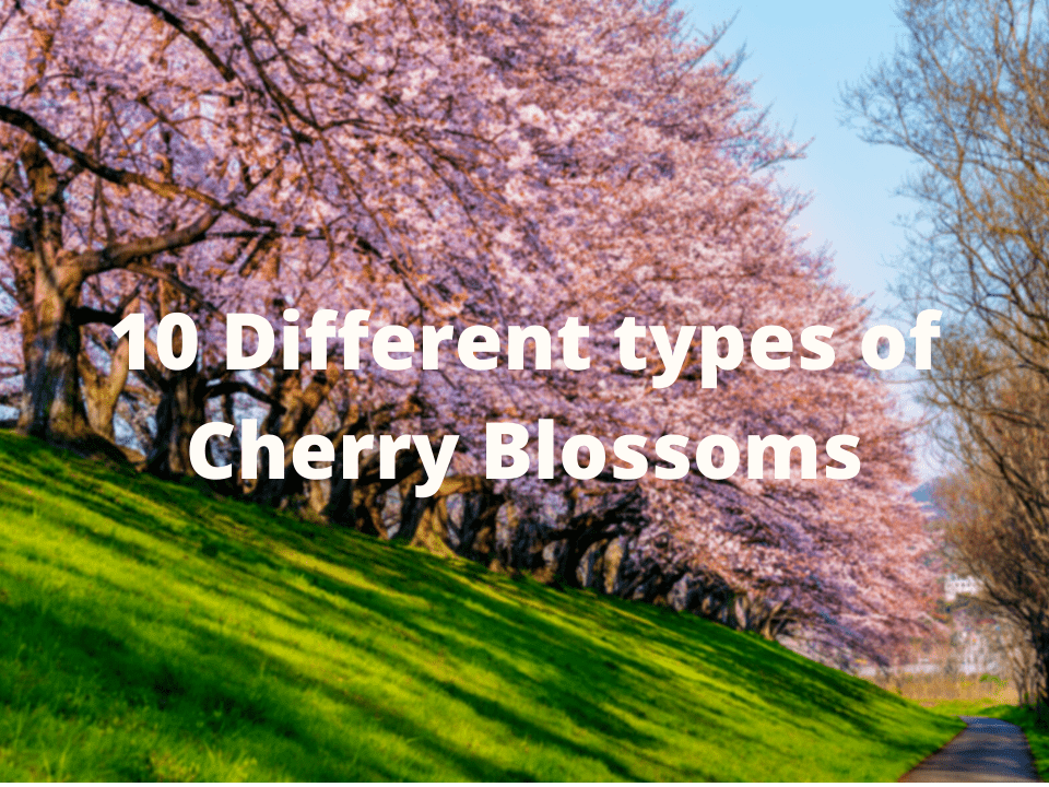 different kinds of cherry trees