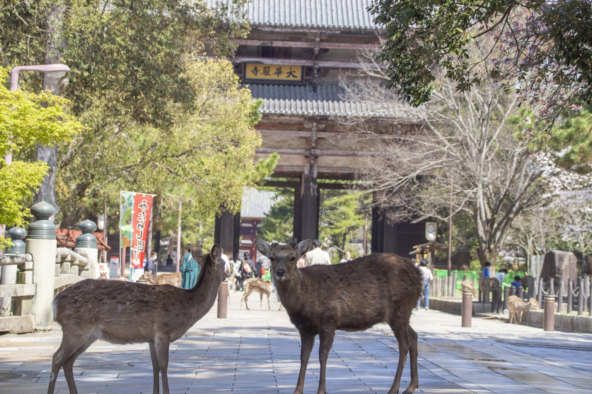 Nara Deer Park