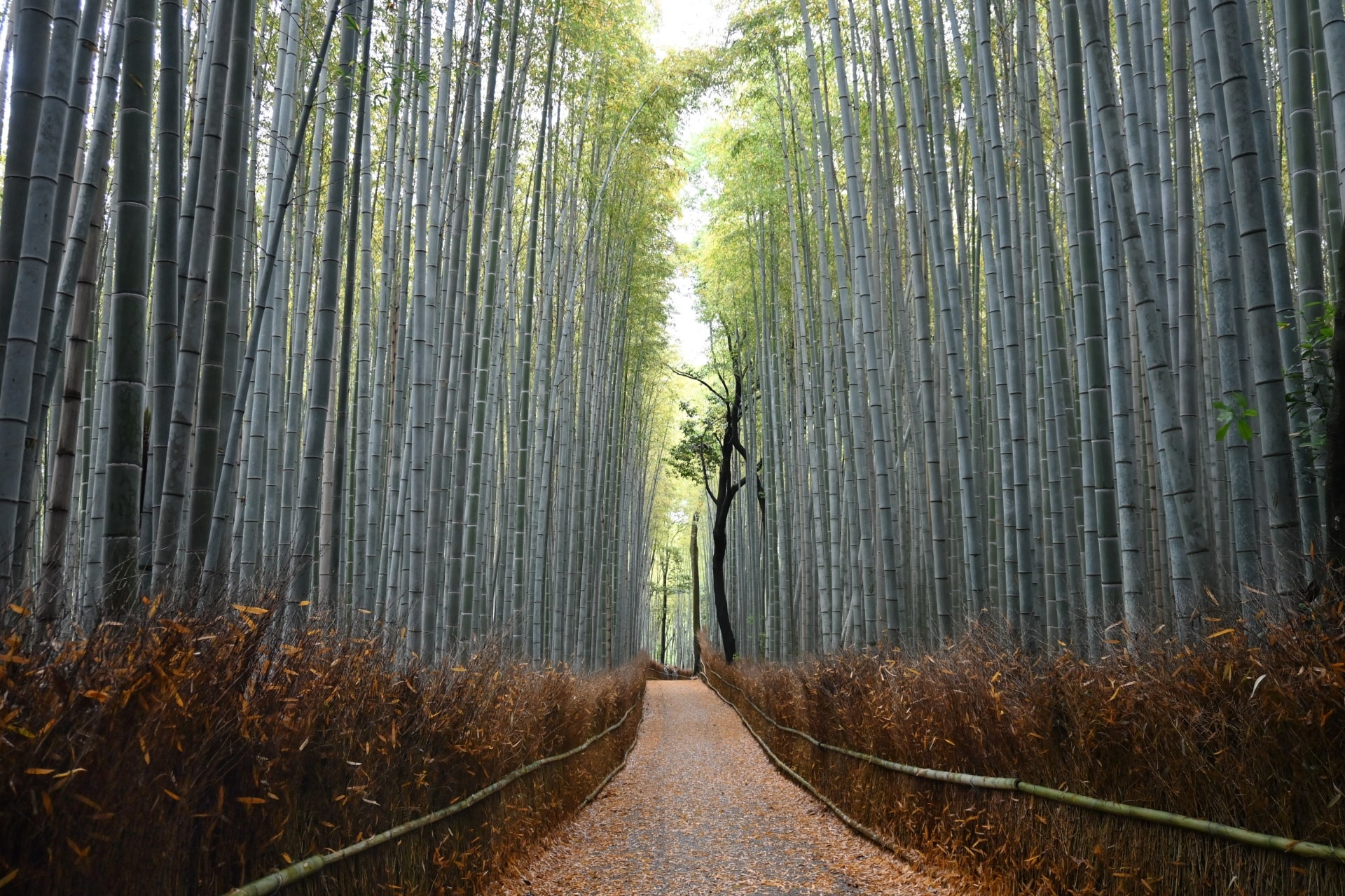 Arashiyama Bamboo Grove