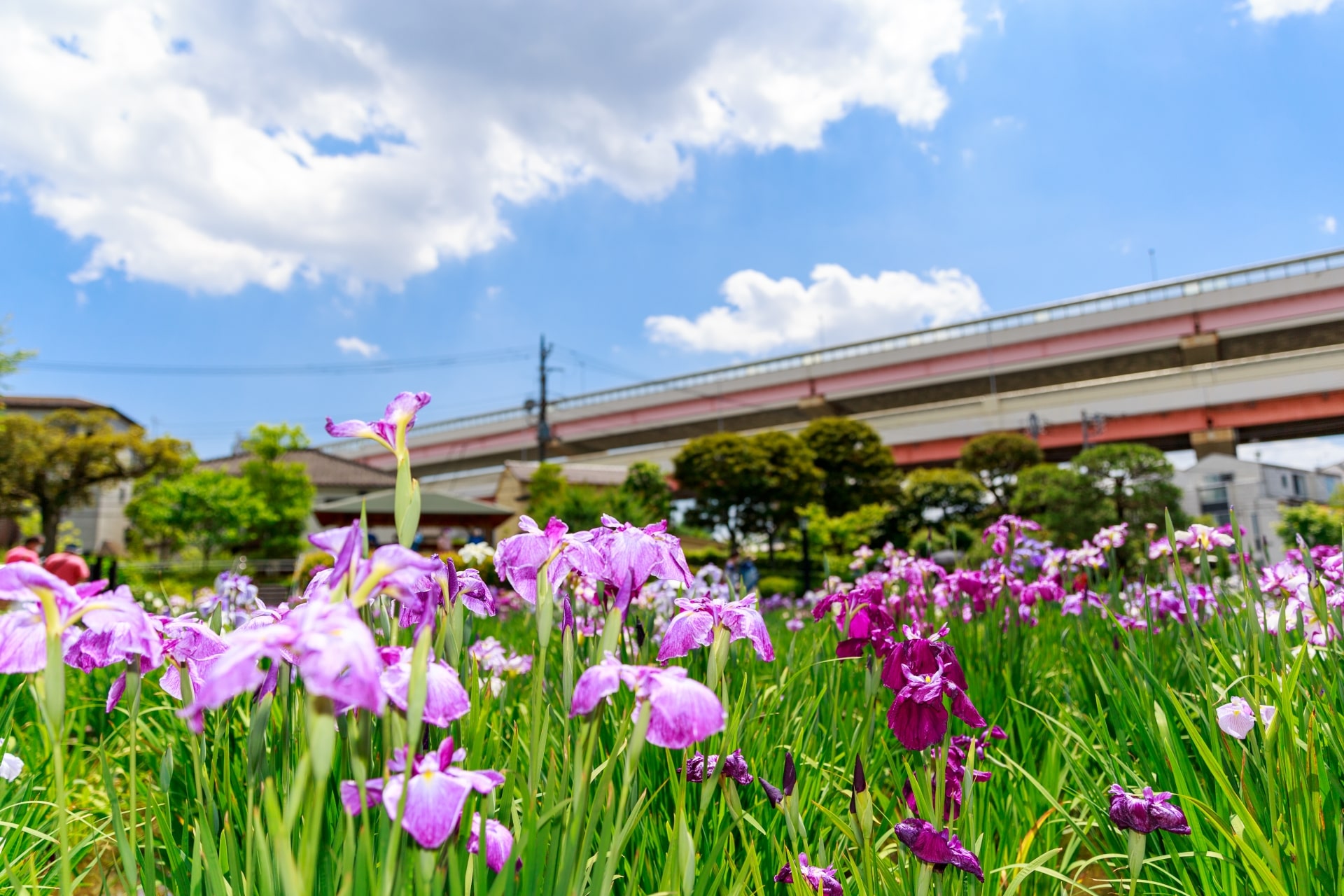 Horikiri Shobuen Garden