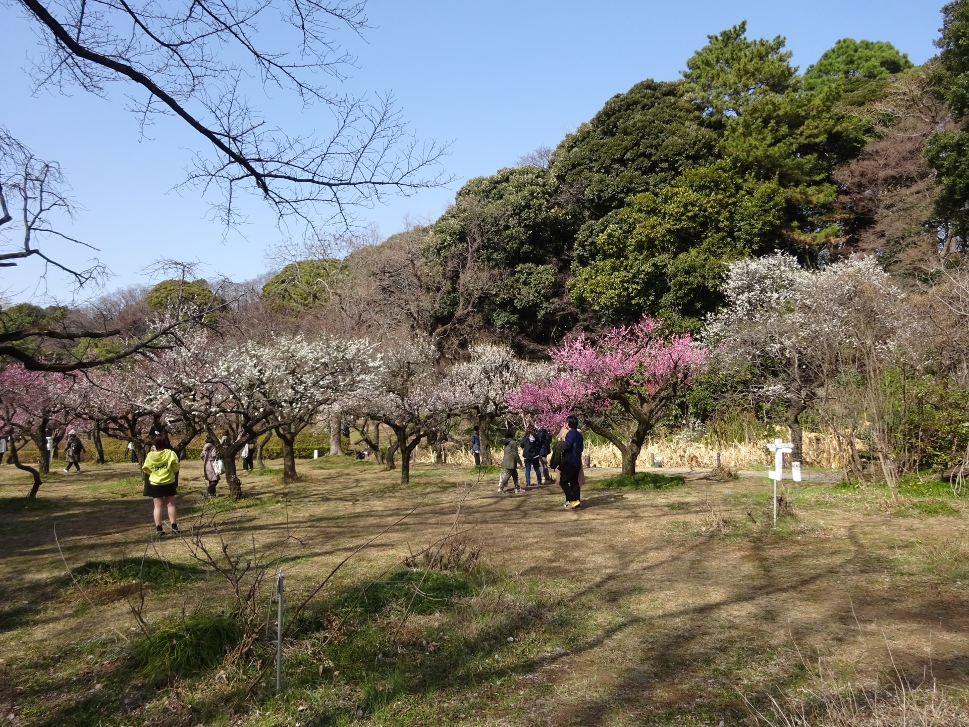 Koishikawa Botanical Garden