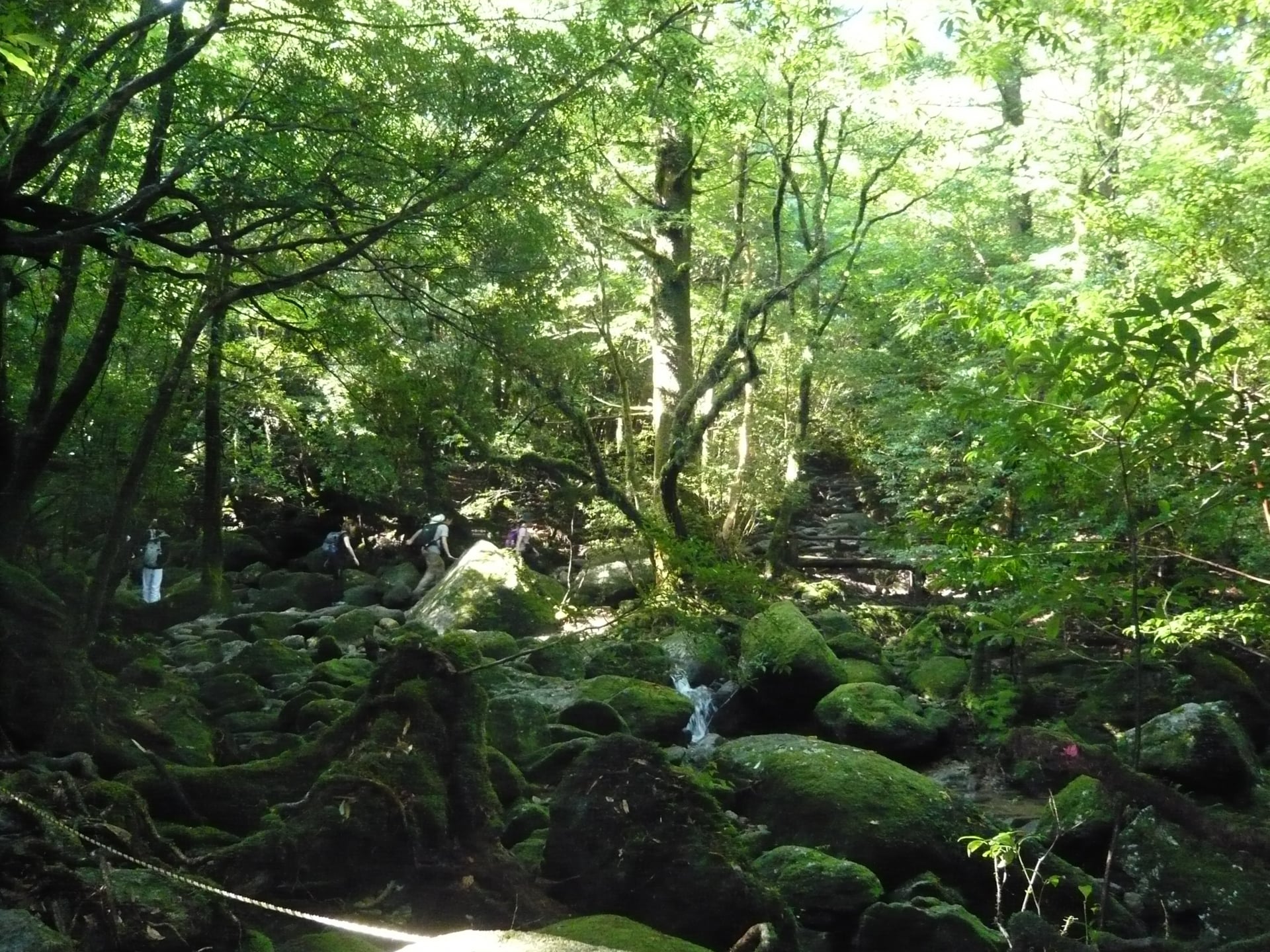 Yakushima Island