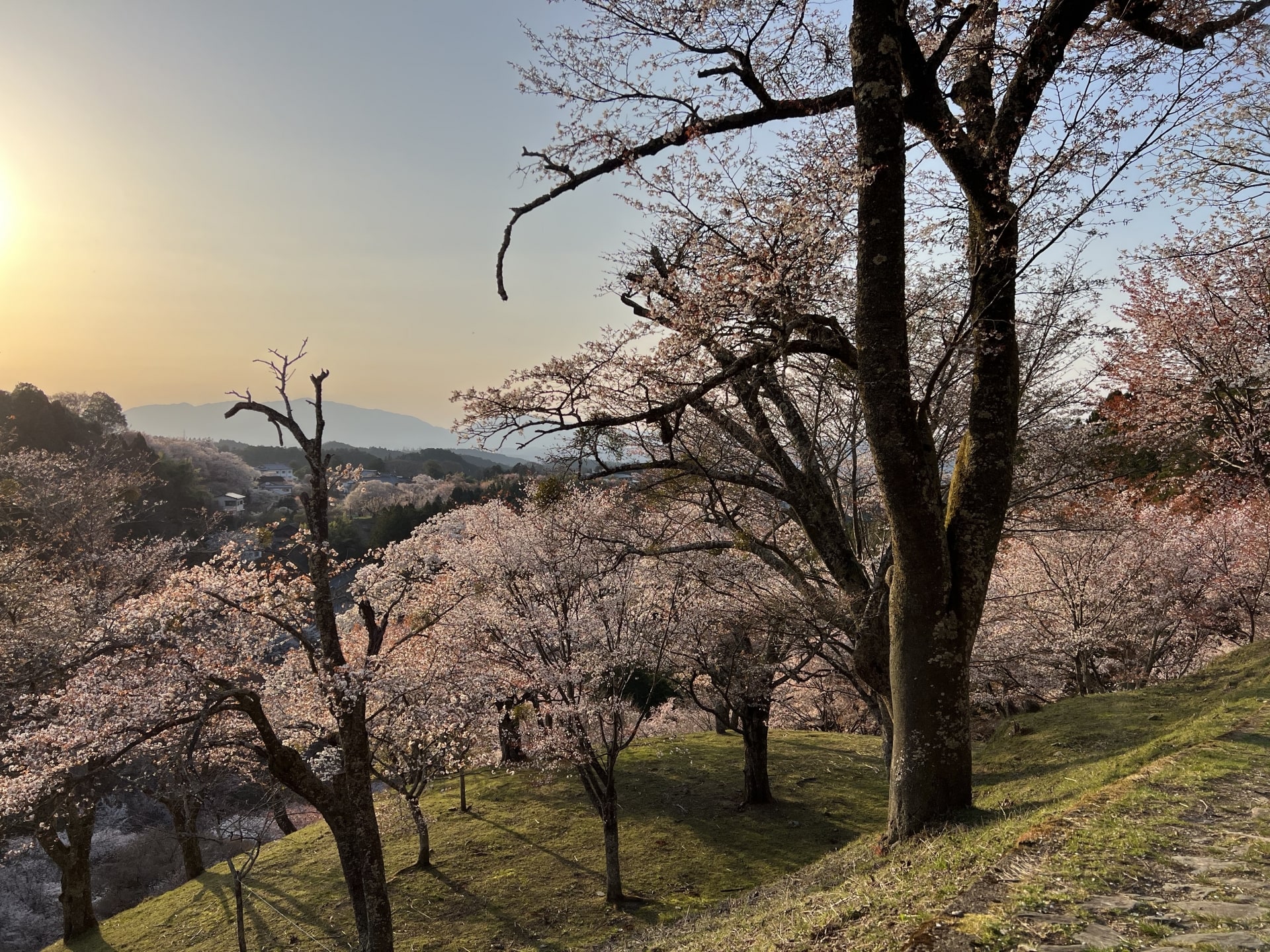 Yoshino