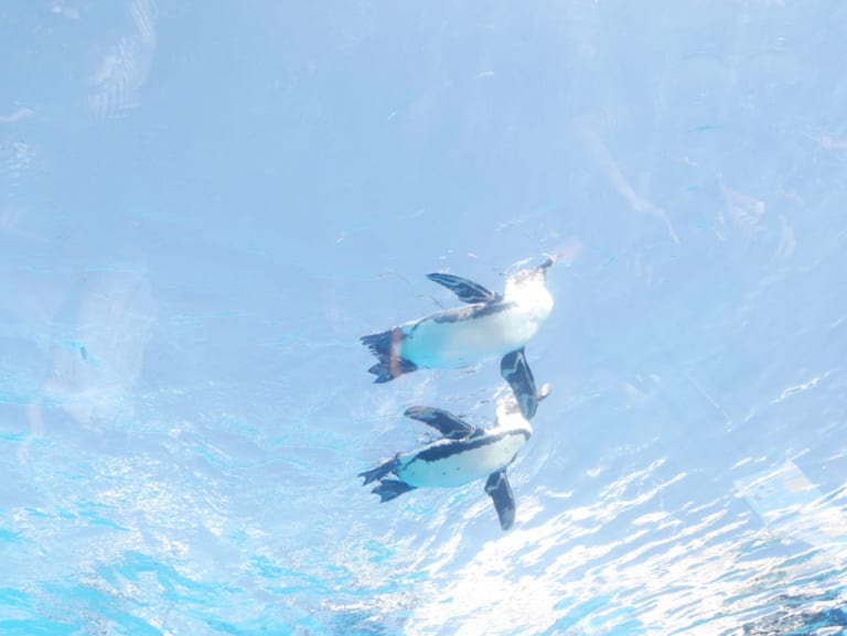 Sunshine Aquarium: The Popular Aquarium in Ikebukuro