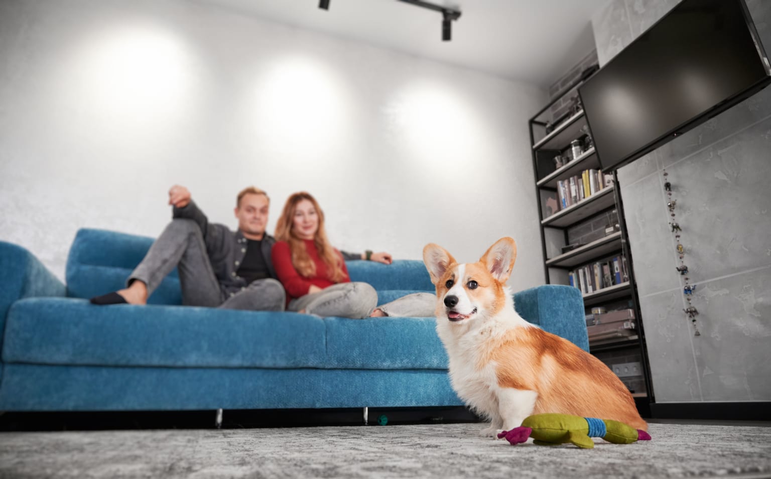Cute Corgi Dog With Toy Young Couple Couch Min 1536x954 