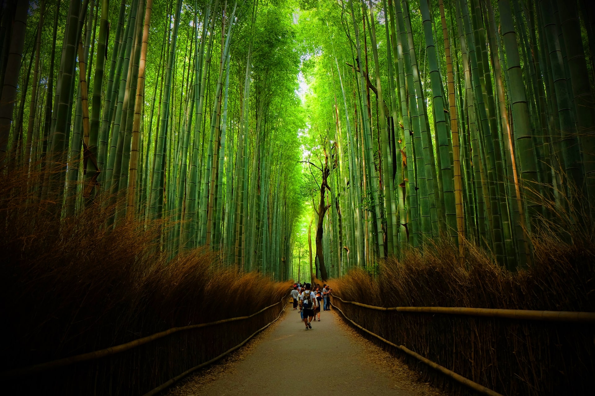 Arashiyama Bamboo Grove