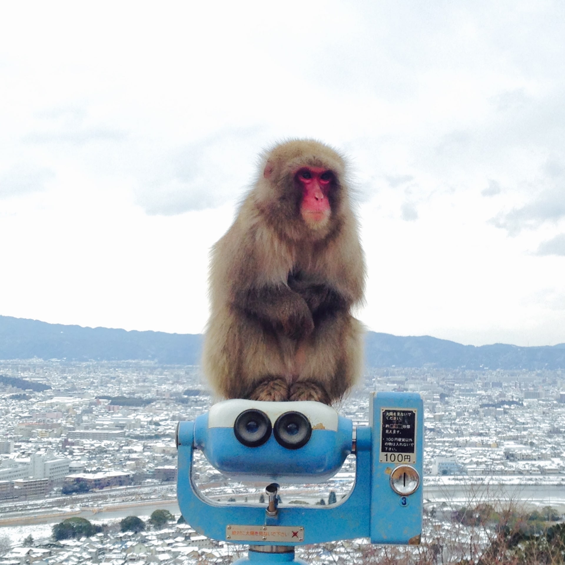 Arashiyama Monkey Park Iwatayama