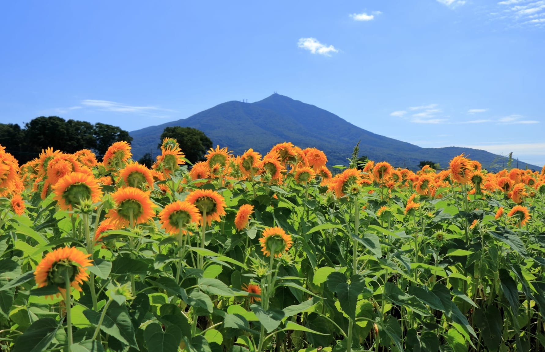 11 Best Things to Do in Ibaraki - Japan Web Magazine