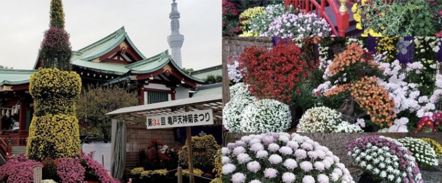 Kameido Tenjin Shrine Chrysanthemum Festival