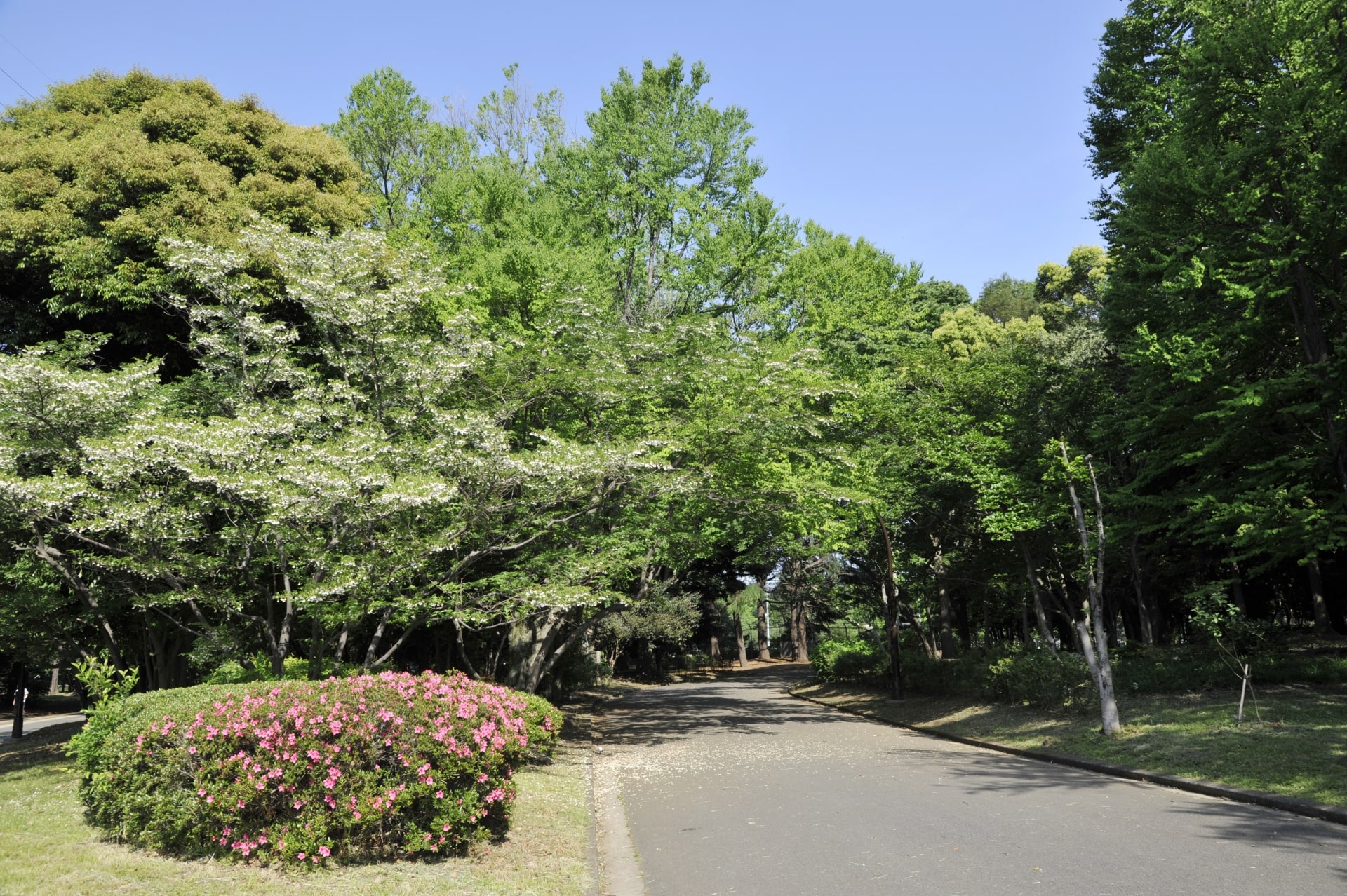 Komazawa Park Trail