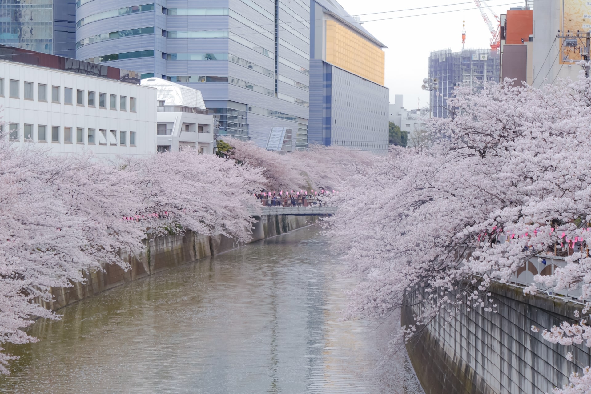 Meguro River Path