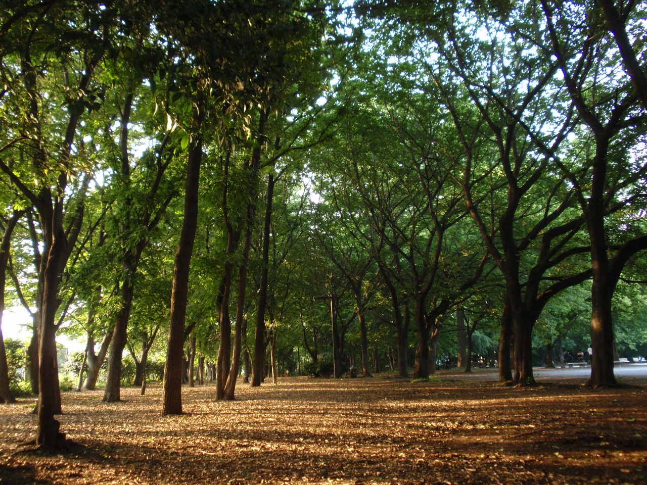 Rinshi no Mori Park