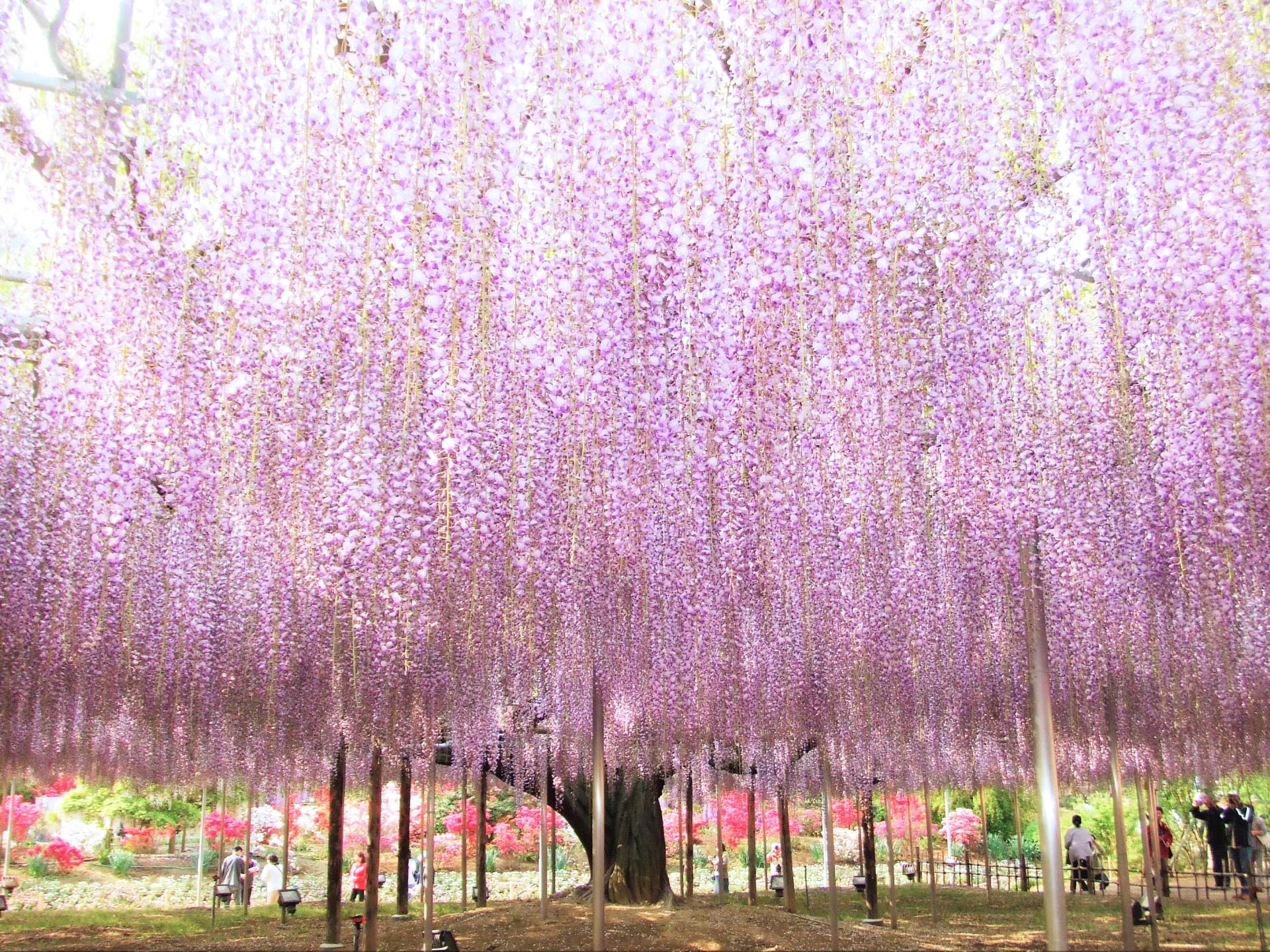Wisteria at Ashikaga Flower Park