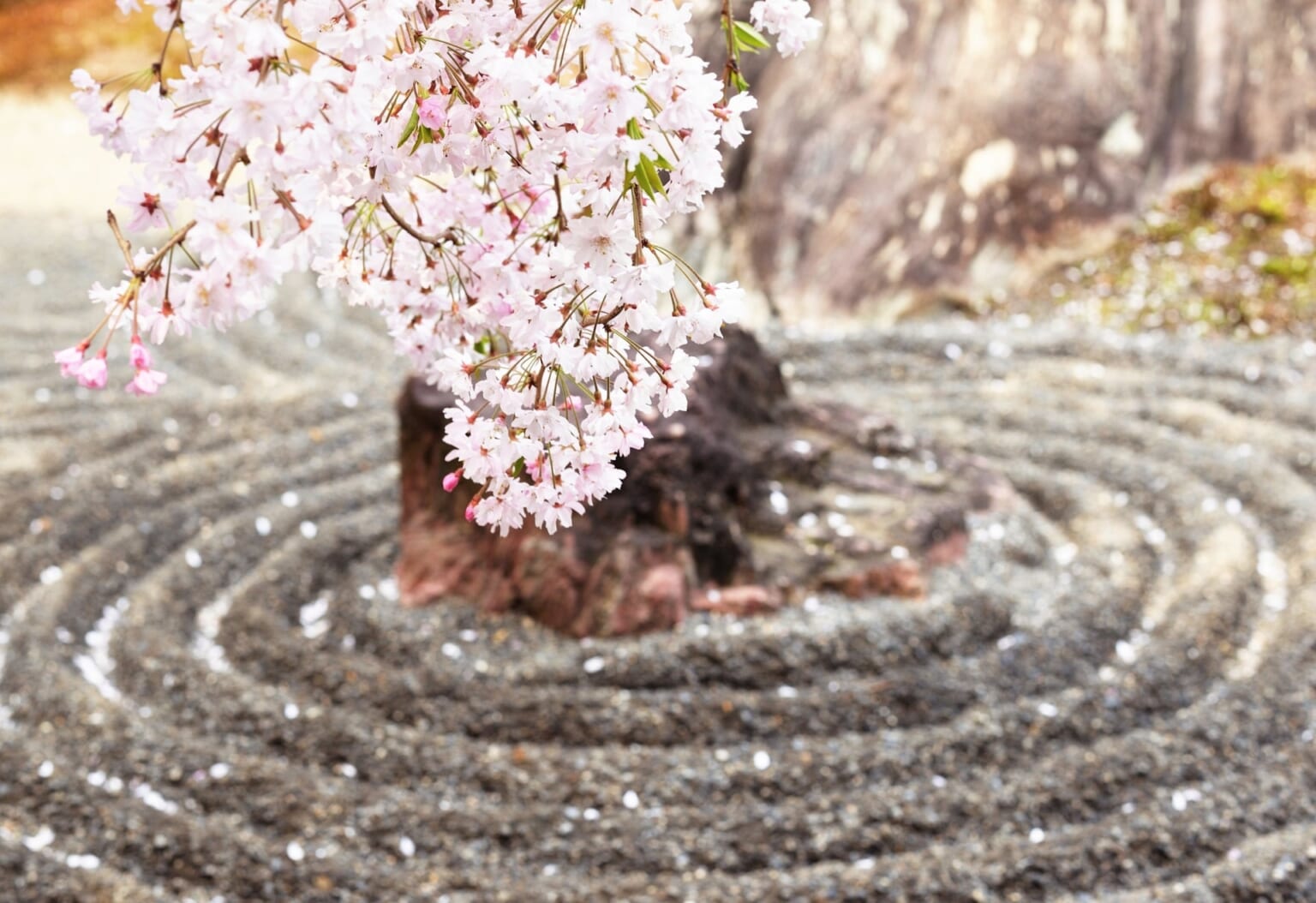 8 Best Zen Gardens in Kyoto Japan  Magazine