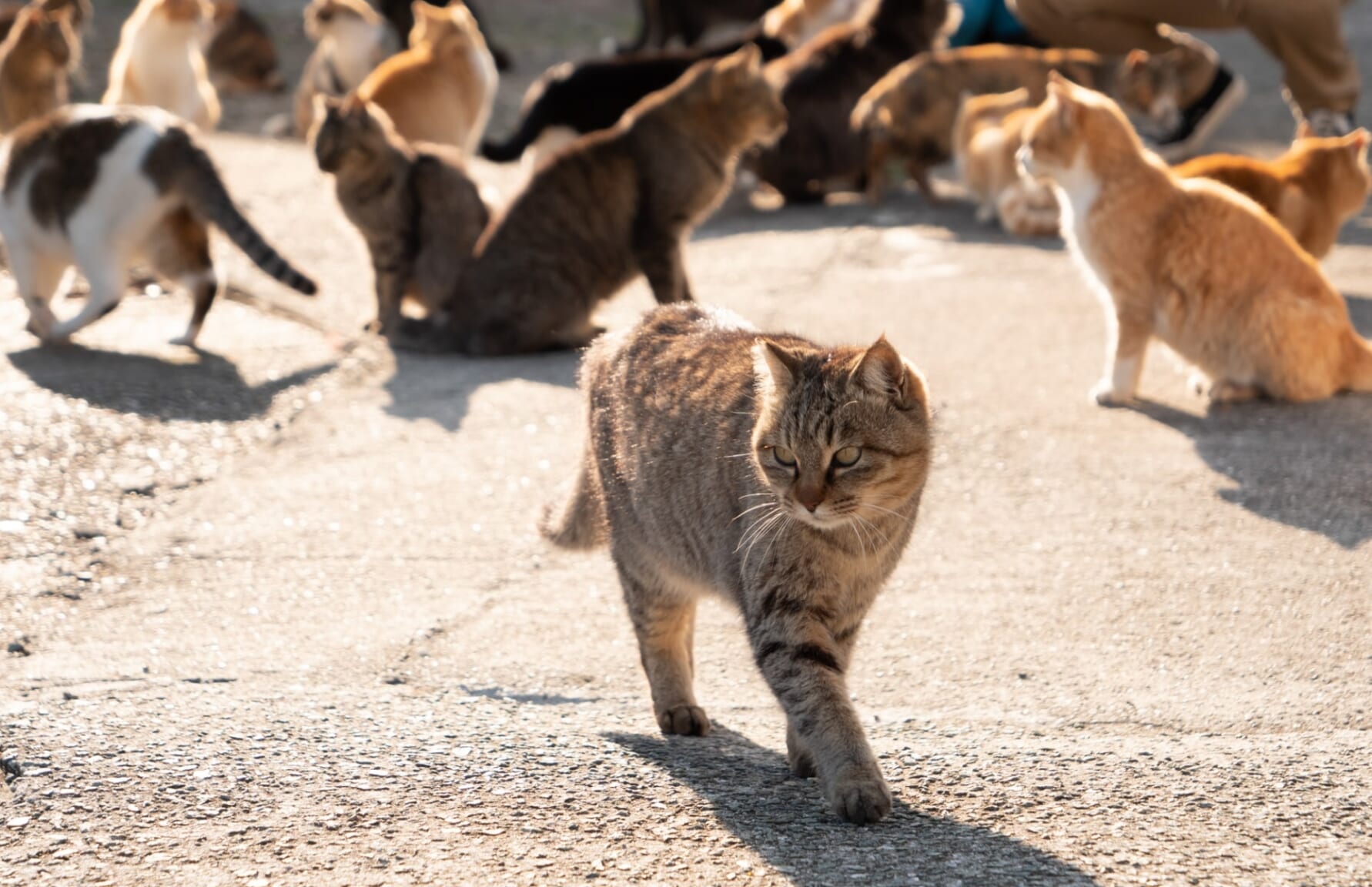Cats in Aoshima Island