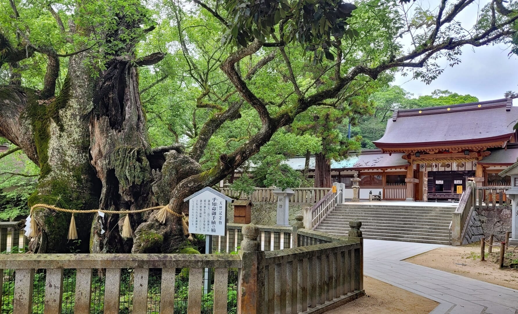 Oyamazumi Shrine's sacred milenarian Kusunoki Tree
