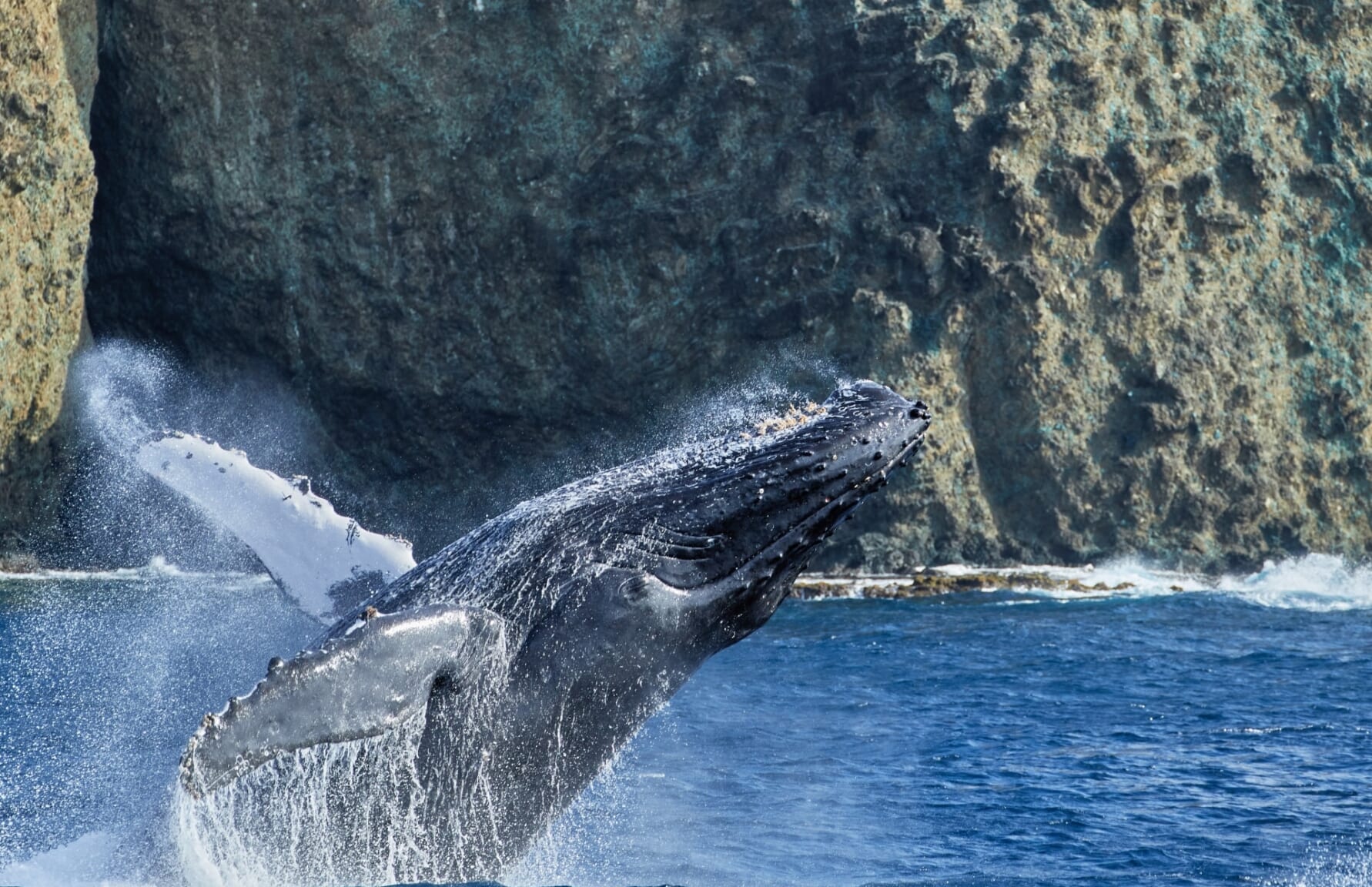 Whale off the coast in Tosa Bay