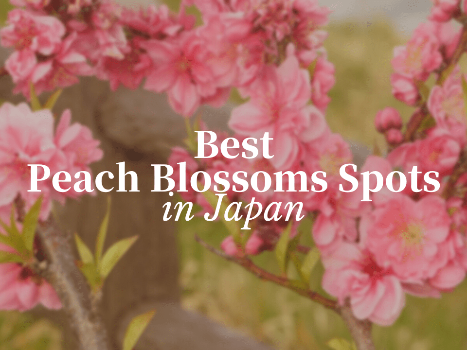 Best Spots to View Peach Blossoms in Japan