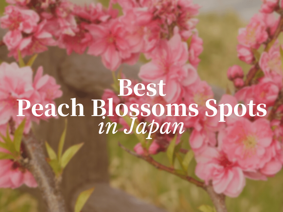 10 Best Spots to View Peach Blossoms in Japan - Japan Web Magazine