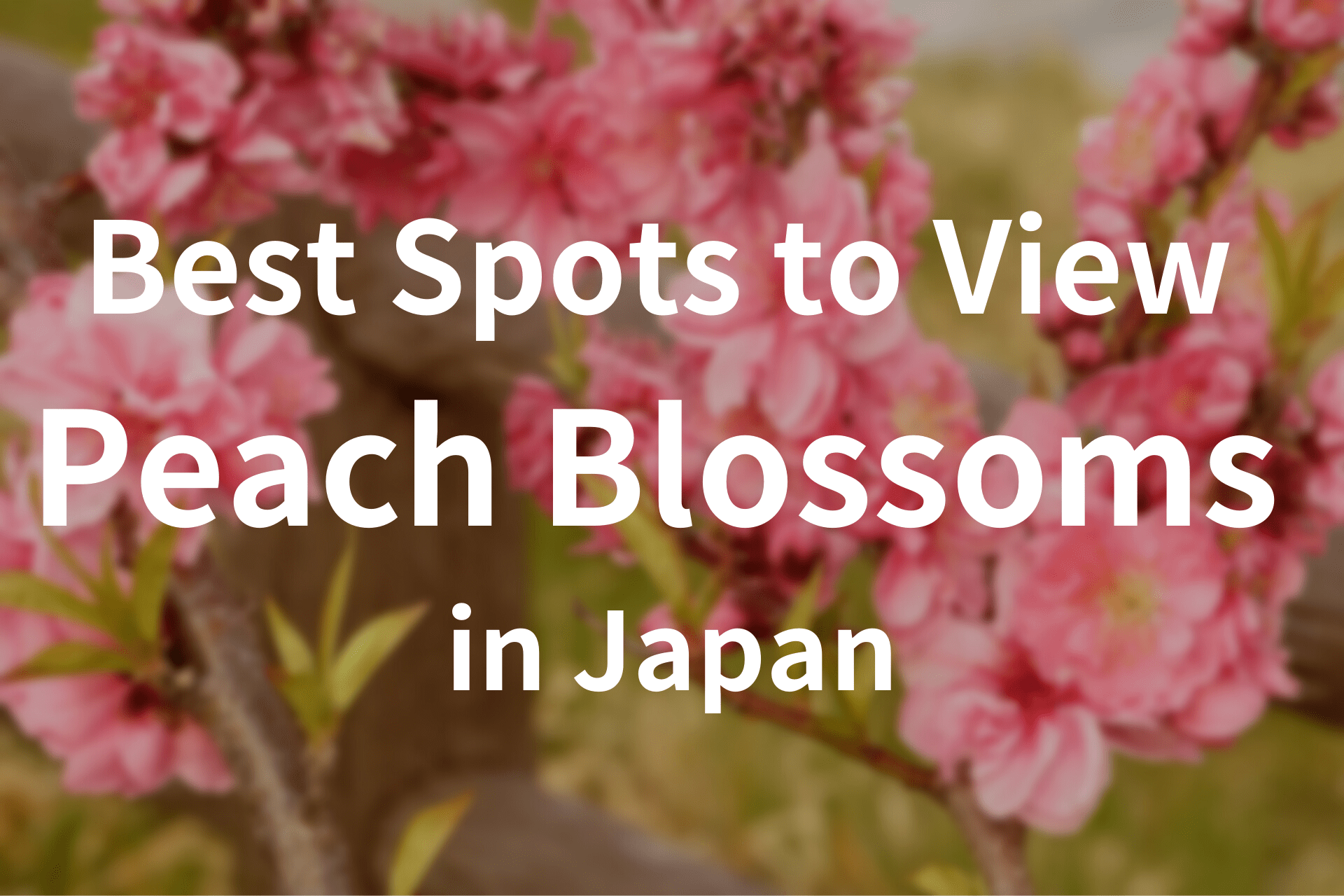 Best Spots to View Peach Blossoms in Japan-min